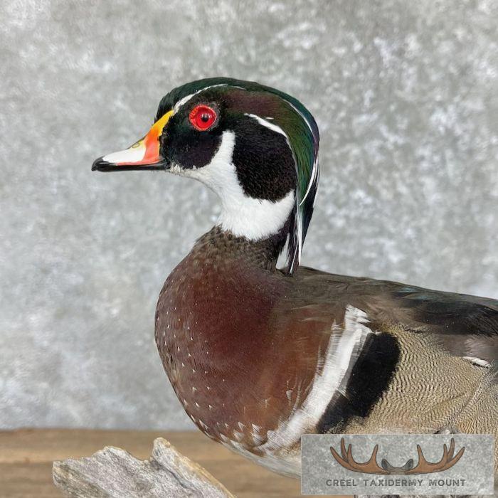 Wood Duck Taxidermy Bird Mount For Sale - Image 8