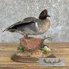 Green Winged Teal Duck Taxidermy Mount For Sale - Image 2