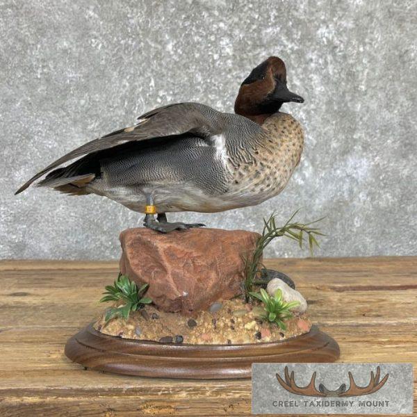 Green Winged Teal Duck Taxidermy Mount For Sale - Image 2