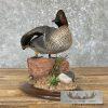 Green Winged Teal Duck Taxidermy Mount For Sale - Image 3