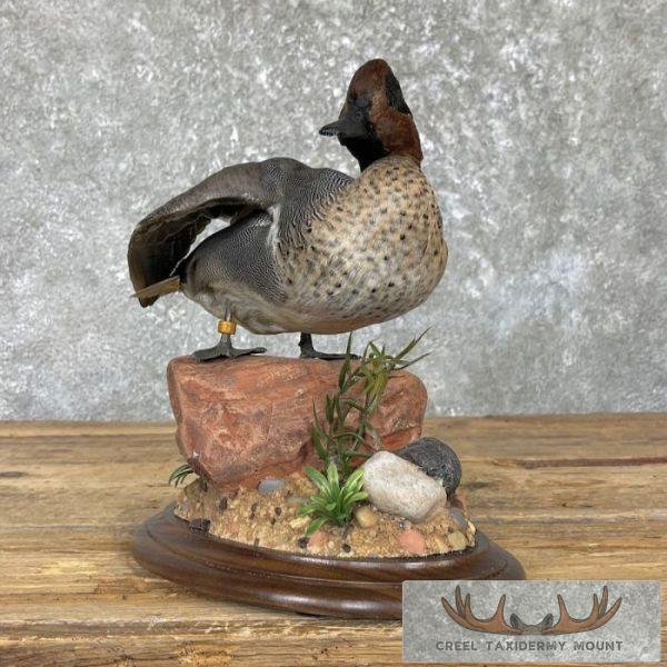 Green Winged Teal Duck Taxidermy Mount For Sale - Image 3
