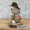 Green Winged Teal Duck Taxidermy Mount For Sale - Image 4