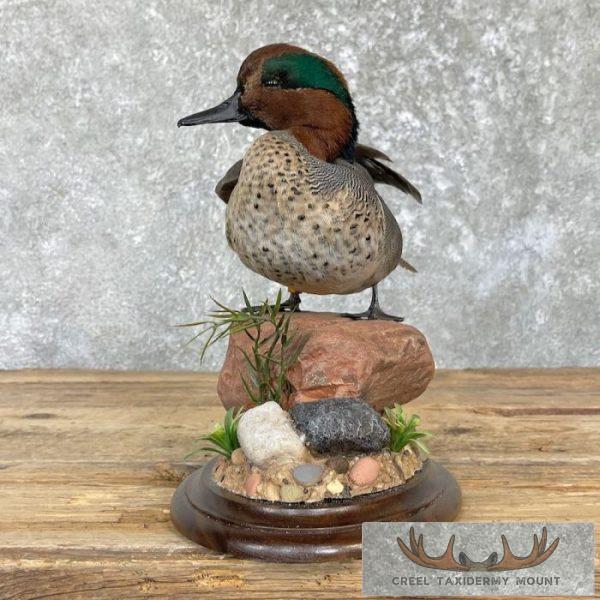Green Winged Teal Duck Taxidermy Mount For Sale - Image 4