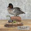 Green Winged Teal Duck Taxidermy Mount For Sale - Image 5