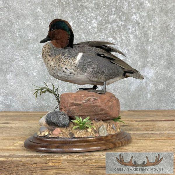 Green Winged Teal Duck Taxidermy Mount For Sale - Image 5