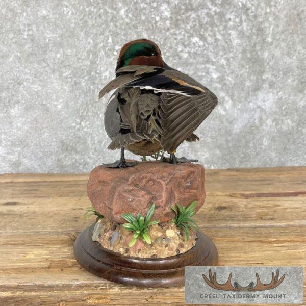 Green Winged Teal Duck Taxidermy Mount For Sale - Image 6