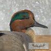 Green Winged Teal Duck Taxidermy Mount For Sale - Image 7
