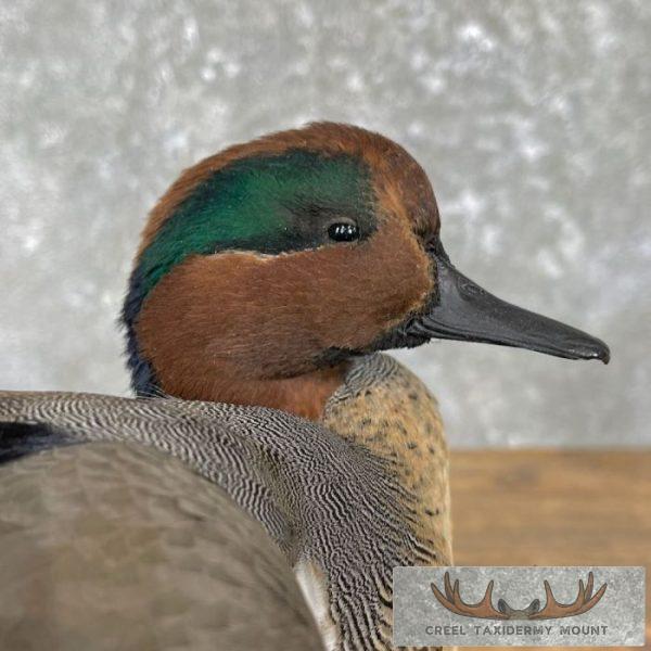 Green Winged Teal Duck Taxidermy Mount For Sale - Image 7