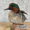 Green Winged Teal Duck Taxidermy Mount For Sale - Image 8