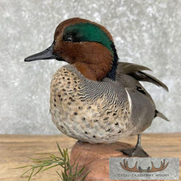 Green Winged Teal Duck Taxidermy Mount For Sale - Image 8