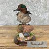 Green Winged Teal Duck Taxidermy Mount For Sale - Image 9