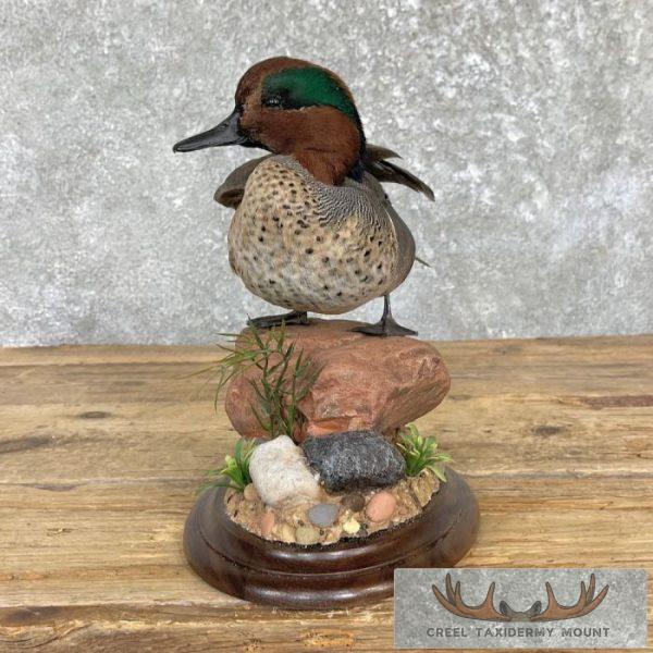 Green Winged Teal Duck Taxidermy Mount For Sale - Image 9