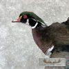 Wood Duck Taxidermy Bird Mount For Sale - Image 2