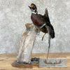 Wood Duck Taxidermy Bird Mount For Sale - Image 3