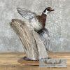 Wood Duck Taxidermy Bird Mount For Sale - Image 4