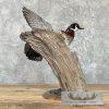 Wood Duck Taxidermy Bird Mount For Sale - Image 5