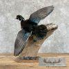 Wood Duck Taxidermy Bird Mount For Sale - Image 7