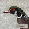 Wood Duck Taxidermy Bird Mount For Sale - Image 8