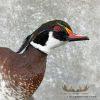 Wood Duck Taxidermy Bird Mount For Sale - Image 9