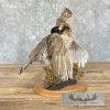 Ruffed Grouse Taxidermy Bird Mount For Sale - Image 7