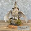 Ruffed Grouse Taxidermy Bird Mount For Sale - Image 2