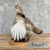 Ruffed Grouse Taxidermy Bird Mount For Sale - Image 3