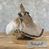 Ruffed Grouse Taxidermy Bird Mount For Sale - Image 4