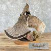 Ruffed Grouse Taxidermy Bird Mount For Sale - Image 5