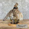 Ruffed Grouse Taxidermy Bird Mount For Sale - Image 6