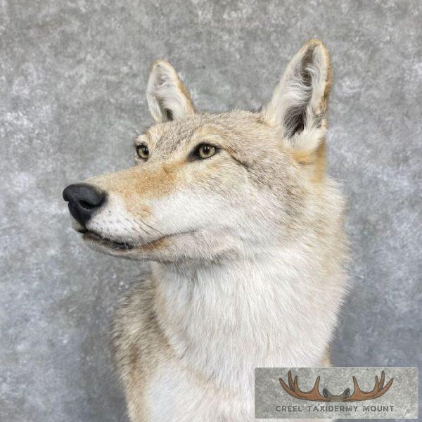 Coyote Desk Pedestal Taxidermy Mount For Sale - Image 9
