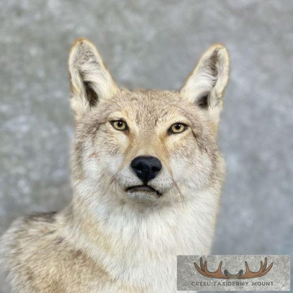 Coyote Desk Pedestal Taxidermy Mount For Sale - Image 2