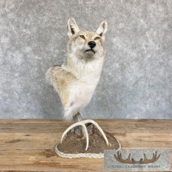 Coyote Desk Pedestal Taxidermy Mount For Sale - Image 3