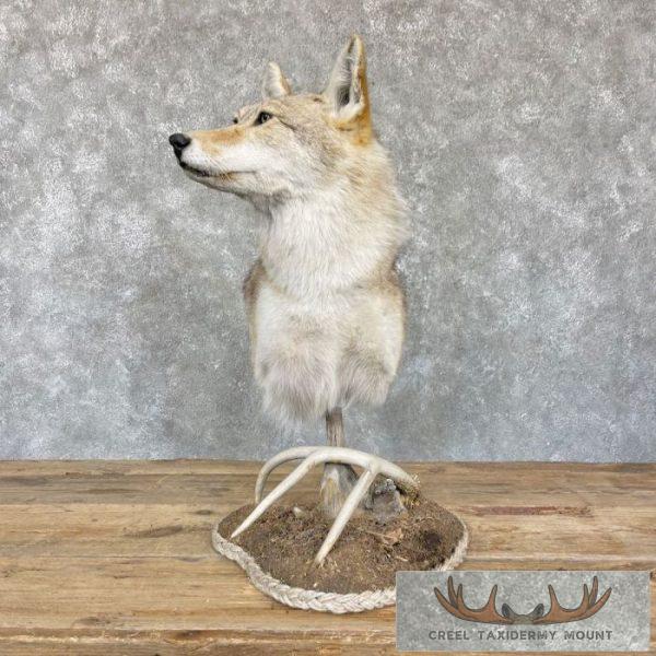 Coyote Desk Pedestal Taxidermy Mount For Sale - Image 4