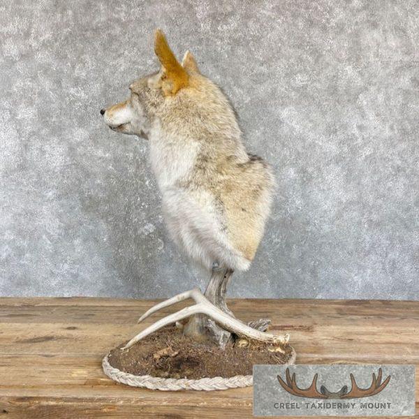 Coyote Desk Pedestal Taxidermy Mount For Sale - Image 5