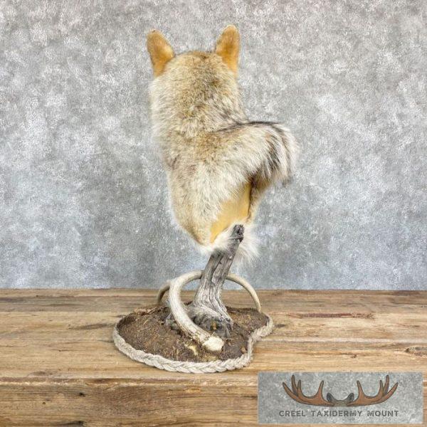 Coyote Desk Pedestal Taxidermy Mount For Sale - Image 6