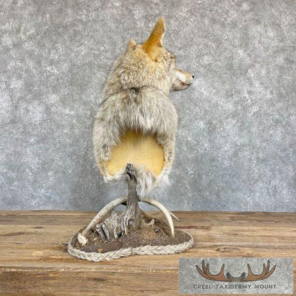 Coyote Desk Pedestal Taxidermy Mount For Sale - Image 7