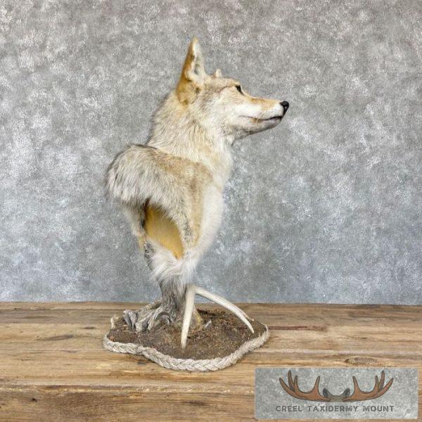 Coyote Desk Pedestal Taxidermy Mount For Sale - Image 10