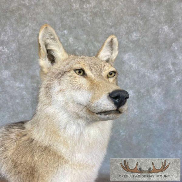 Coyote Desk Pedestal Taxidermy Mount For Sale - Image 8