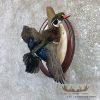 Wood Duck Drake Taxidermy Mount For Sale - Image 2