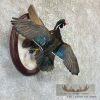Wood Duck Drake Taxidermy Mount For Sale - Image 4