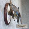 Wood Duck Drake Taxidermy Mount For Sale - Image 5