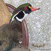 Wood Duck Drake Taxidermy Mount For Sale - Image 6