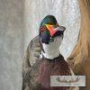 Wood Duck Drake Taxidermy Mount For Sale - Image 7
