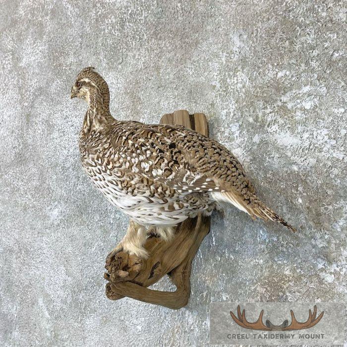 Sharp-tailed Grouse Taxidermy Mount For Sale - Image 2