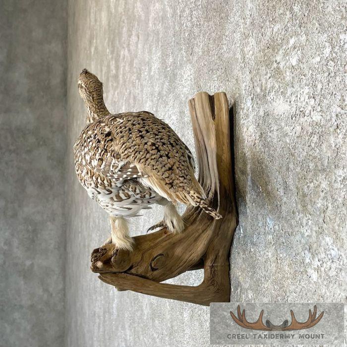 Sharp-tailed Grouse Taxidermy Mount For Sale - Image 3