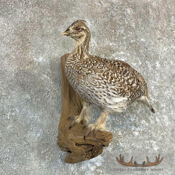 Sharp-tailed Grouse Taxidermy Mount For Sale - Image 4