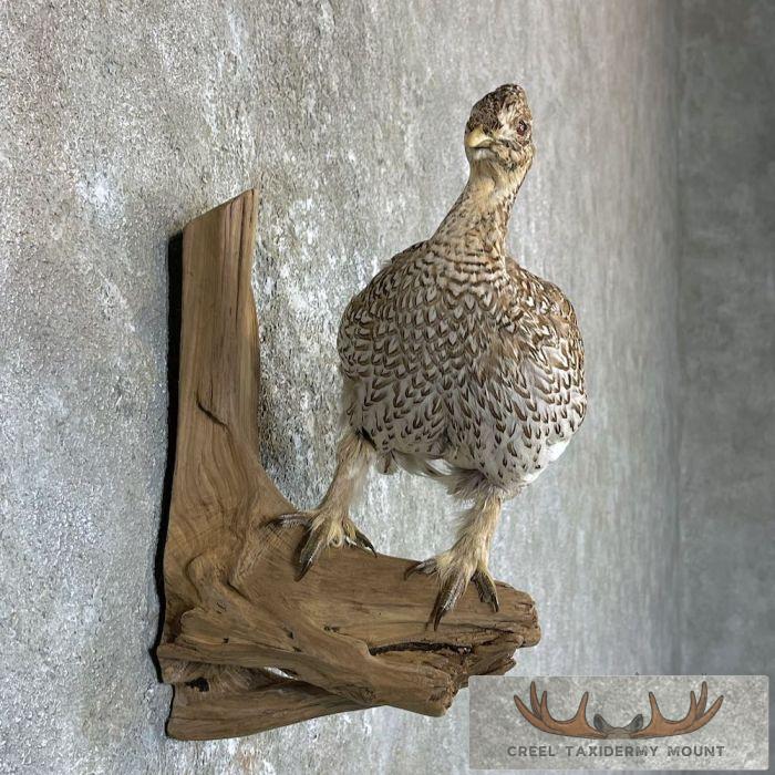 Sharp-tailed Grouse Taxidermy Mount For Sale - Image 5