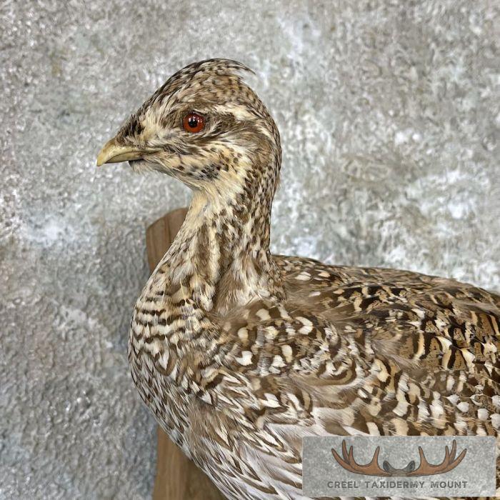 Sharp-tailed Grouse Taxidermy Mount For Sale - Image 6