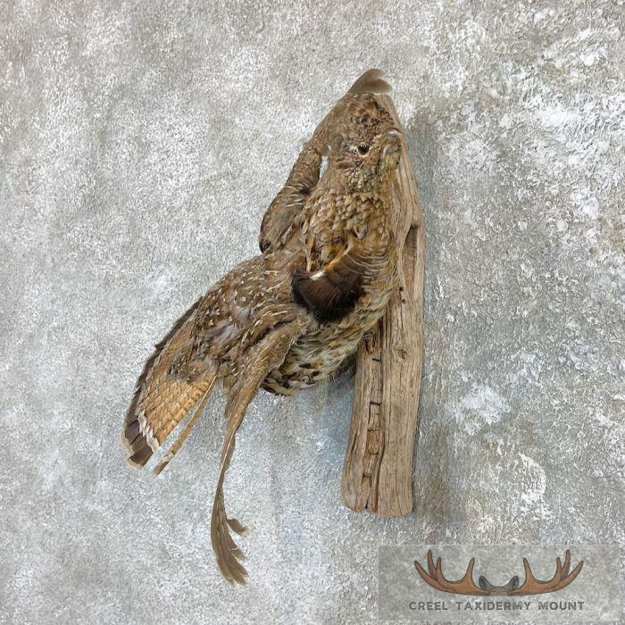 Ruffed Grouse Taxidermy Mount For Sale - Image 2