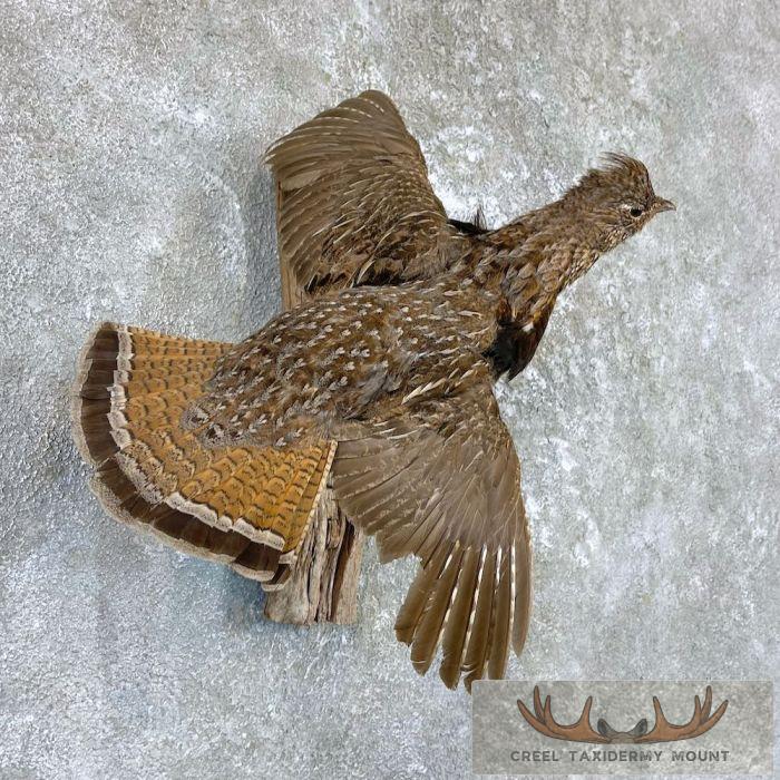 Ruffed Grouse Taxidermy Mount For Sale - Image 4